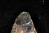  ( - 161968_04)  @11 [ ] Creative Commons BY NC SA (2025) University of Bergen Natural History Collections