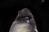  ( - 161968_06)  @11 [ ] Creative Commons BY NC SA (2025) University of Bergen Natural History Collections