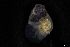  ( - 161968_06)  @11 [ ] Creative Commons BY NC SA (2025) University of Bergen Natural History Collections