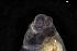  ( - 161968_06)  @11 [ ] Creative Commons BY NC SA (2025) University of Bergen Natural History Collections