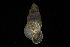  ( - 161972_06)  @11 [ ] Creative Commons BY NC SA (2025) University of Bergen Natural History Collections