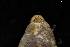  ( - 161972_06)  @11 [ ] Creative Commons BY NC SA (2025) University of Bergen Natural History Collections