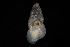  ( - 161972_06)  @11 [ ] Creative Commons BY NC SA (2025) University of Bergen Natural History Collections