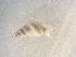  (Odostomia unidentata - 161996)  @11 [ ] Creative Commons BY NC SA (2025) University of Bergen Natural History Collections