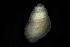  ( - 162005)  @11 [ ] Creative Commons BY NC SA (2025) University of Bergen Natural History Collections