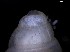  (Brachystomia scalaris - 162019_02)  @11 [ ] Creative Commons BY NC SA (2024) University of Bergen Natural History Collections