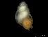  ( - 162025_01)  @11 [ ] Creative Commons BY NC SA (2024) University of Bergen Natural History Collections