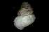  ( - 162047_01)  @11 [ ] Creative Commons BY NC SA (2025) University of Bergen Natural History Collections