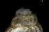  ( - 162047_01)  @11 [ ] Creative Commons BY NC SA (2025) University of Bergen Natural History Collections