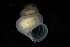  ( - 162047_02)  @11 [ ] Creative Commons BY NC SA (2025) University of Bergen Natural History Collections