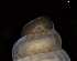  ( - 162047_02)  @11 [ ] Creative Commons BY NC SA (2025) University of Bergen Natural History Collections