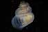  ( - 162047_02)  @11 [ ] Creative Commons BY NC SA (2025) University of Bergen Natural History Collections