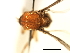  (Cnesia ornata - SIM-CANADA-523)  @12 [ ] CreativeCommons - Attribution (2009) Unspecified Centre for Biodiversity Genomics