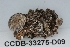  ( - CCDB-33275-D09)  @11 [ ] CreativeCommons - Attribution (2019) Centre for Biodiversity Genomics Centre for Biodiversity Genomics