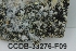  (Buellia ocellata - CCDB-33276-F09)  @11 [ ] CreativeCommons - Attribution (2019) Centre for Biodiversity Genomics Centre for Biodiversity Genomics