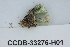  ( - CCDB-33276-H01)  @11 [ ] CreativeCommons - Attribution (2019) Centre for Biodiversity Genomics Centre for Biodiversity Genomics