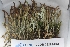  (Cladonia ecmocyna - CCDB-33276-H07)  @11 [ ] CreativeCommons - Attribution (2019) Centre for Biodiversity Genomics Centre for Biodiversity Genomics