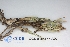  (Cladonia gracilis elongata - CCDB-33277-A07)  @11 [ ] CreativeCommons - Attribution (2019) Centre for Biodiversity Genomics Centre for Biodiversity Genomics