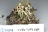  (Cladonia gracilis gracilis - CCDB-33277-C07)  @11 [ ] CreativeCommons - Attribution (2019) Centre for Biodiversity Genomics Centre for Biodiversity Genomics
