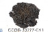  ( - CCDB-33277-C11)  @11 [ ] CreativeCommons - Attribution (2019) Centre for Biodiversity Genomics Centre for Biodiversity Genomics
