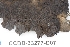  ( - CCDB-33277-D07)  @11 [ ] CreativeCommons - Attribution (2019) Centre for Biodiversity Genomics Centre for Biodiversity Genomics