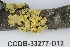  ( - CCDB-33277-D12)  @11 [ ] CreativeCommons - Attribution (2019) Centre for Biodiversity Genomics Centre for Biodiversity Genomics