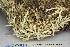  ( - CCDB-33277-H11)  @11 [ ] CreativeCommons - Attribution (2019) Centre for Biodiversity Genomics Centre for Biodiversity Genomics