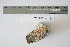  ( - CCDB-42523-E08)  @11 [ ] CreativeCommons - Attribution Non-Commercial Share-Alike (2022) Canadian Museum of Nature Canadian Museum of Nature