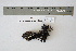  ( - CCDB-42523-H09)  @11 [ ] CreativeCommons - Attribution Non-Commercial Share-Alike (2022) Canadian Museum of Nature Canadian Museum of Nature