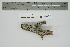  (Heterodermia japonica - CCDB-42547-C01)  @11 [ ] CreativeCommons - Attribution Non-Commercial Share-Alike (2022) Canadian Museum of Nature Canadian Museum of Nature