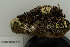  ( - CCDB-25802-F01)  @11 [ ] CreativeCommons - Attribution Non-Commercial Share-Alike (2019) Hayley Paquette Canadian Museum of Nature