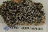  ( - CCDB-33273-G12)  @11 [ ] CreativeCommons - Attribution Non-Commercial Share-Alike (2019) Hayley Paquette Canadian Museum of Nature