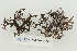  ( - CCDB-33274-A07)  @11 [ ] CreativeCommons - Attribution Non-Commercial Share-Alike (2019) Hayley Paquette Canadian Museum of Nature