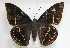  (Telchin cacica - CC-245)  @11 [ ] CreativeCommons  Attribution
Non-Commercial Share-Alike (2019) Viviana Aya Cenicaña