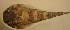  (Gobiesox adustus - baj97112ga236)  @13 [ ] CreativeCommons - Attribution Non-Commercial Share-Alike (2012) Benjamin Victor Benjamin Victor
