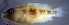  (Oxycheilinus bimaculatus - bal11600cx196)  @13 [ ] CreativeCommons - Attribution Non-Commercial Share-Alike (2014) Benjamin Victor Benjamin Victor