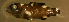  (Bodianus mesothorax - bal11800bm126)  @13 [ ] CreativeCommons - Attribution Non-Commercial Share-Alike (2012) Benjamin Victor Benjamin Victor