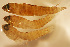  (Lythrypnus nesiotes - barb08l90)  @11 [ ] CreativeCommons - Attribution Share-Alike (2019) Unspecified Guy Harvey Research Institute