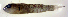  (Lythrypnus mowbrayi - berm16lm)  @11 [ ] CreativeCommons - Attribution Non-Commercial Share-Alike (2017) Benjamin Victor Benjamin Victor