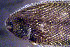  ( - ch16s570)  @11 [ ] CreativeCommons - Attribution Non-Commercial Share-Alike (2016) Benjamin Victor Benjamin Victor