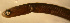  (Heteroconger longissimus - d11715hl720)  @13 [ ] CreativeCommons - Attribution Non-Commercial Share-Alike (2011) Benjamin Victor Research Collection of Benjamin Victor