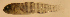  (Lythrypnus crocodilus - d11717lc60)  @11 [ ] CreativeCommons - Attribution Non-Commercial Share-Alike (2011) Benjamin Victor Benjamin Victor