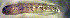  (Gobiosoma grosvenori - f14gg194)  @13 [ ] CreativeCommons - Attribution Non-Commercial Share-Alike (2014) Benjamin Victor Benjamin Victor