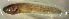  (Ogilbia - fl813oc215)  @12 [ ] CreativeCommons - Attribution Non-Commercial Share-Alike (2013) Benjamin Victor Benjamin Victor