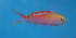  (Pseudanthias cf. aurulentus - fw15pa)  @11 [ ] CreativeCommons - Attribution Non-Commercial Share-Alike (2015) Benjamin Victor Benjamin Victor