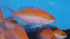  (Pseudanthias bicolor - fw15pb)  @11 [ ] CreativeCommons - Attribution Non-Commercial Share-Alike (2015) Benjamin Victor Benjamin Victor