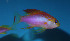  (Pseudanthias ventralis - fw15pv)  @11 [ ] CreativeCommons - Attribution Non-Commercial Share-Alike (2015) Benjamin Victor Benjamin Victor