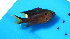  ( - fw16nc3)  @14 [ ] CreativeCommons - Attribution Non-Commercial Share-Alike (2016) Benjamin Victor Benjamin Victor
