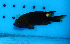  ( - fw16nc4)  @14 [ ] CreativeCommons - Attribution Non-Commercial Share-Alike (2016) Benjamin Victor Benjamin Victor