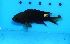  ( - fw16nc5)  @13 [ ] CreativeCommons - Attribution Non-Commercial Share-Alike (2016) Benjamin Victor Benjamin Victor